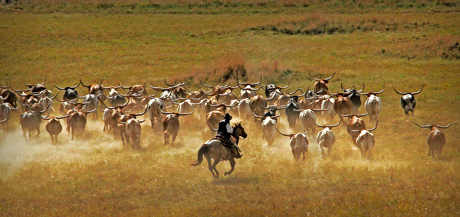 Cow Photograph - Longhorn Round Up by Michael Ciskowski