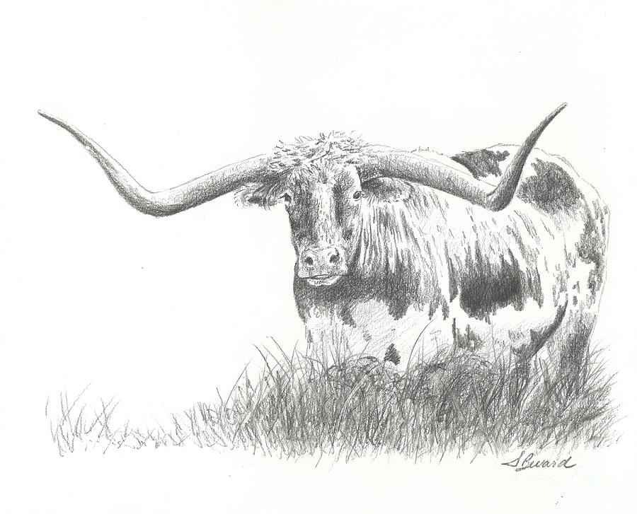 Cow Drawing - Longhorn by Sarah Bevard