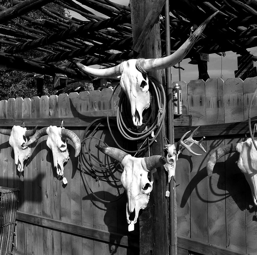Longhorn Skulls Photograph by Kathleen Stephens