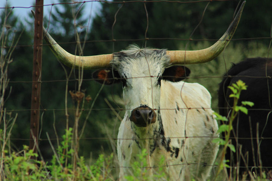 Longhorn Steer Photograph by Dr Janine Williams