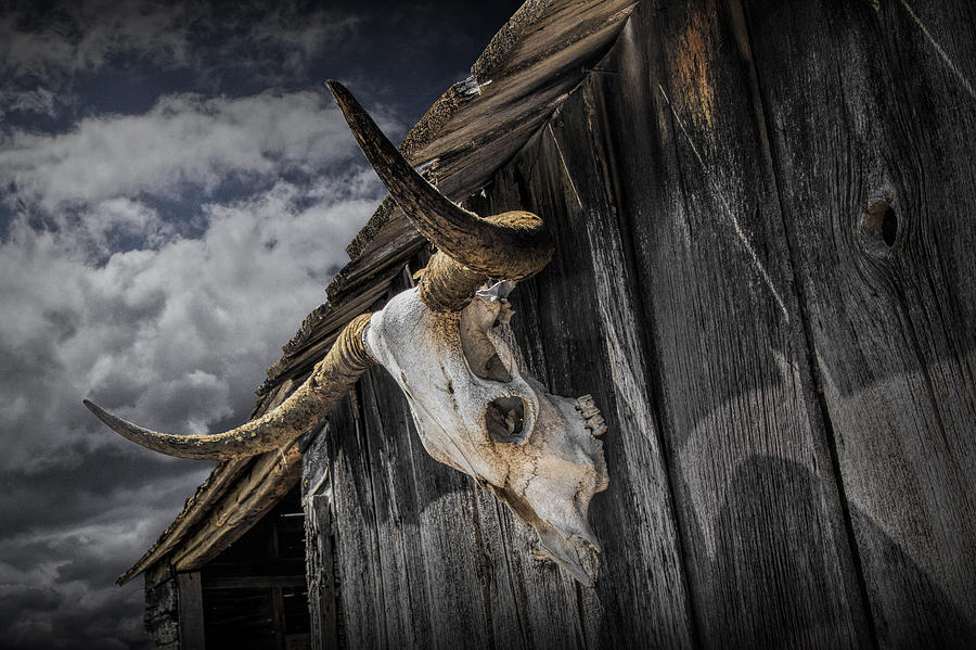 Longhorn Steer Skull on the Barn Photograph by Randall Nyhof