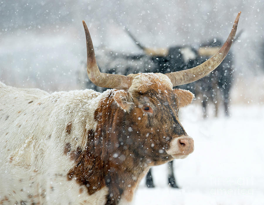 Longhorn Winter Photograph