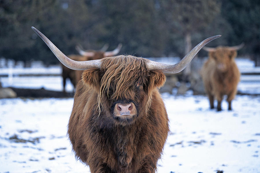 Longhorned Highland Cattle Photograph by Buddy Mays