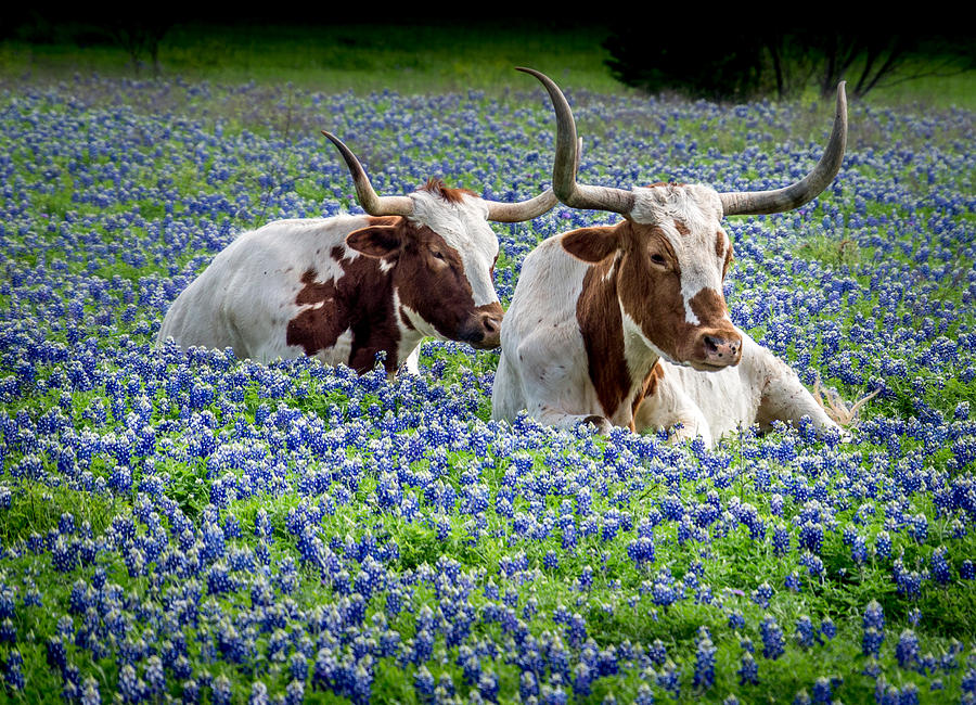 Longhorns and Blue Bonnets 2 Photograph by Dean Ginther