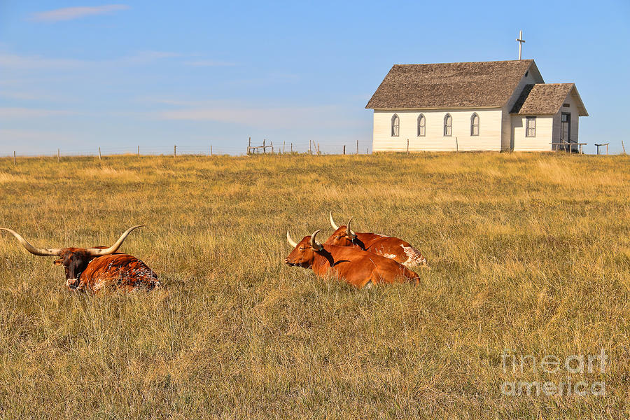 Longhorns and Church  8356 Photograph by Jack Schultz