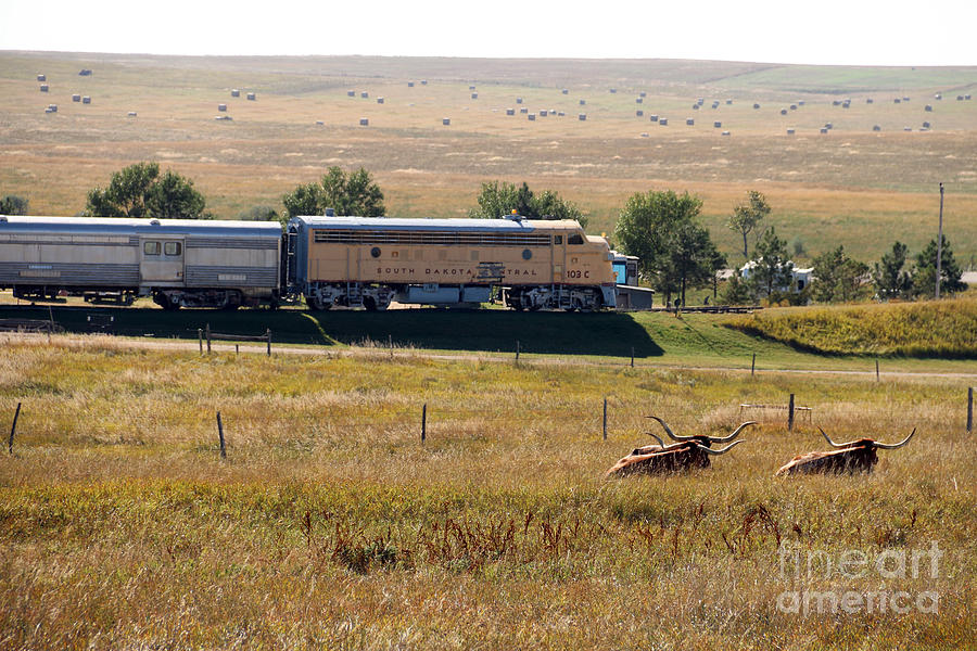 Longhorns and Train  8350 Photograph by Jack Schultz