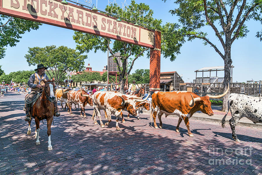 Longhorns at Stockyards Photograph by Bee Creek Photography - Tod and Cynthia