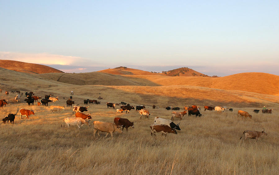 Longhorns Photograph by Diane Bohna