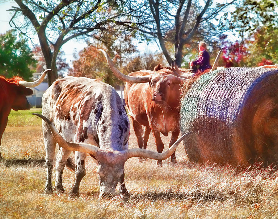 Longhorns in Autumn Photograph by Toni Hopper