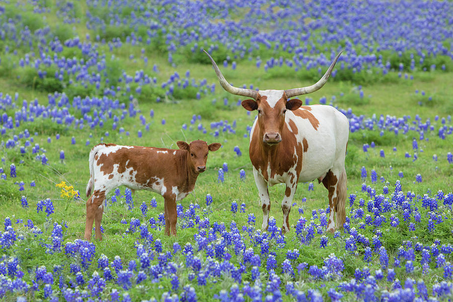 Longhorns in the Bluebonnets 33 Photograph by Rob Greebon