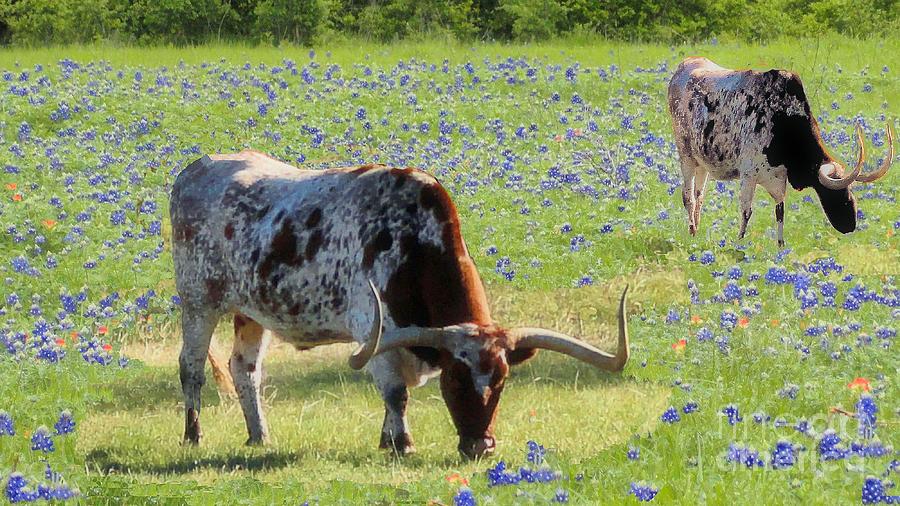 Longhorns in the Bluebonnets Photograph by Janette Boyd
