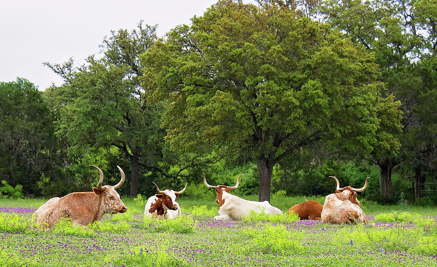 Longhorns by Kanokwalee Pusitanun Longhorns by Kanokwalee Pusitanun
