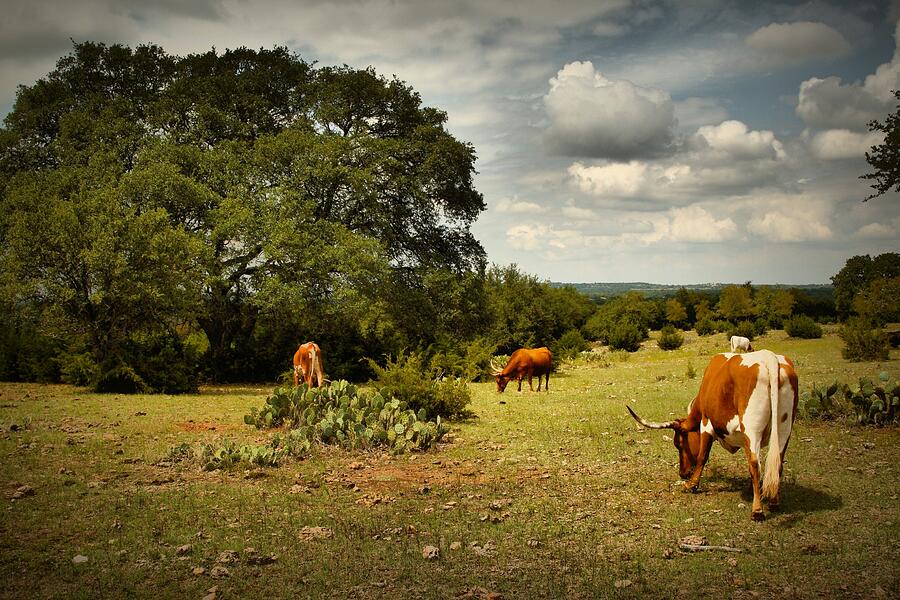 Cow Digital Art - Longhorns of Texas by Linda Unger