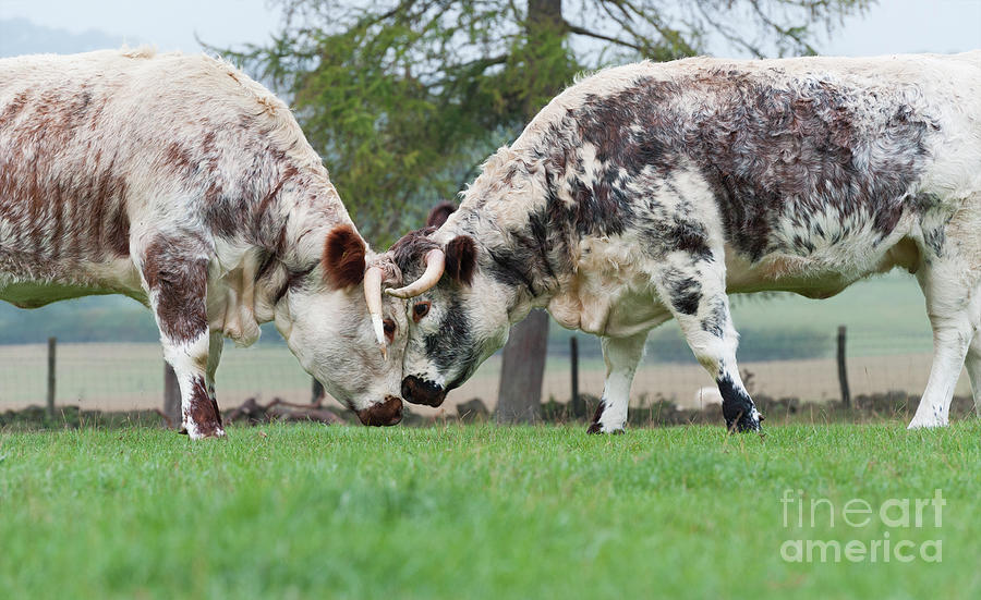 Cow Photograph - Longhorns by Tim Gainey