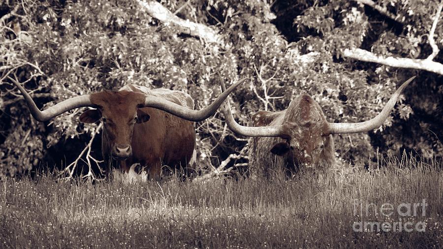 Longhorns - two head are better than one Photograph by Ella Kaye Dickey