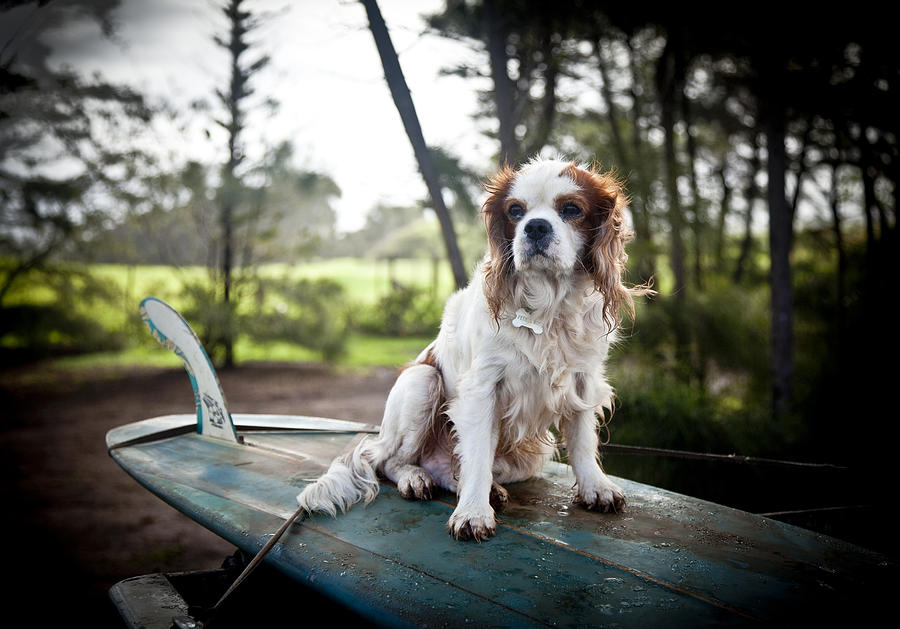 Dog Photograph - Longing for a Wave by J Gregory Sherman