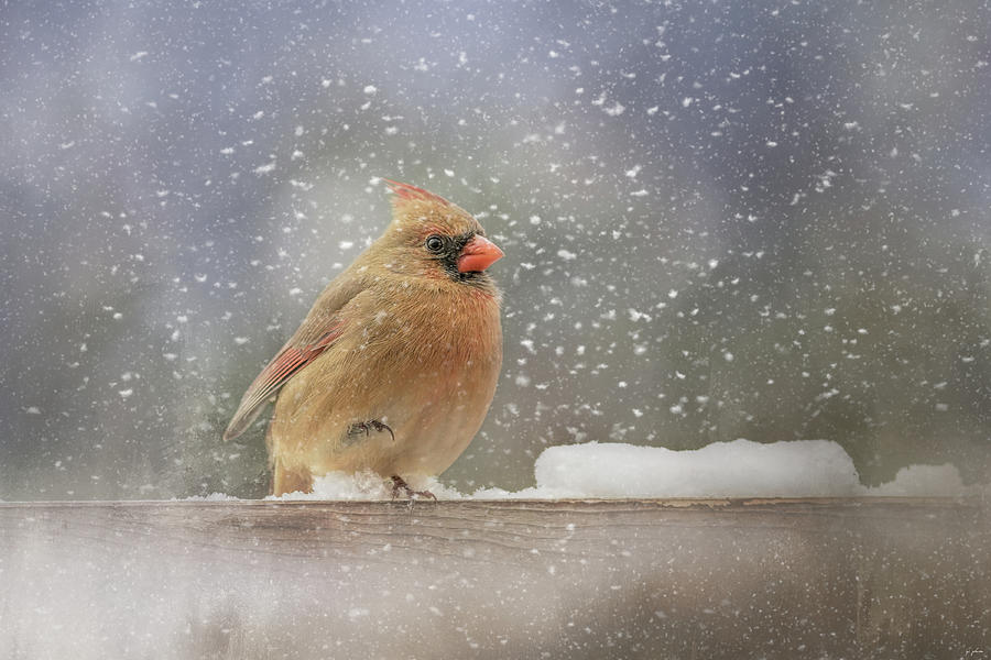 Longing For Snow Boots Bird Art Photograph by Jai Johnson