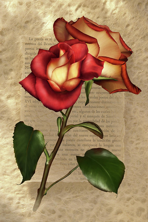 Love Rose Mixed Media - Longing For Your Arms Around Me  by Georgiana Romanovna