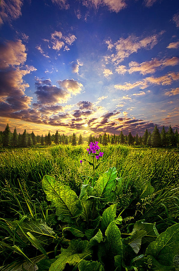 Longing Photograph by Phil Koch