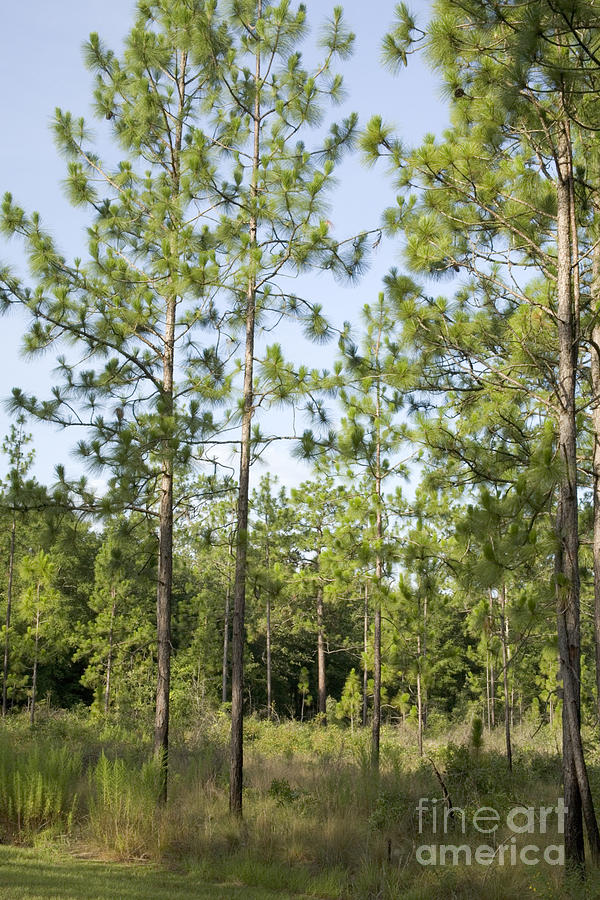 Longleaf Pine Trees Photograph by Inga Spence