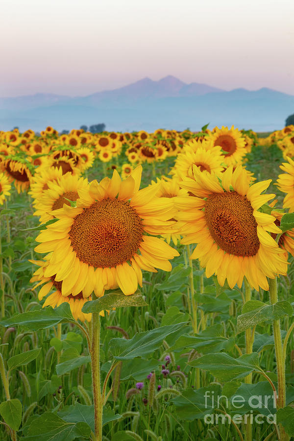 Longs Peak and Sunflowers Photograph by Ronda Kimbrow