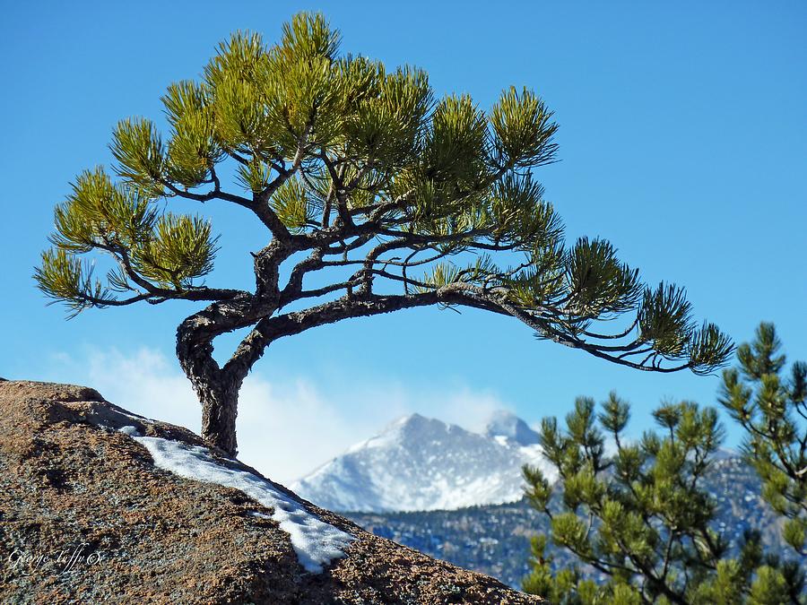 Longs Peak framed by pines Photograph by George Tuffy