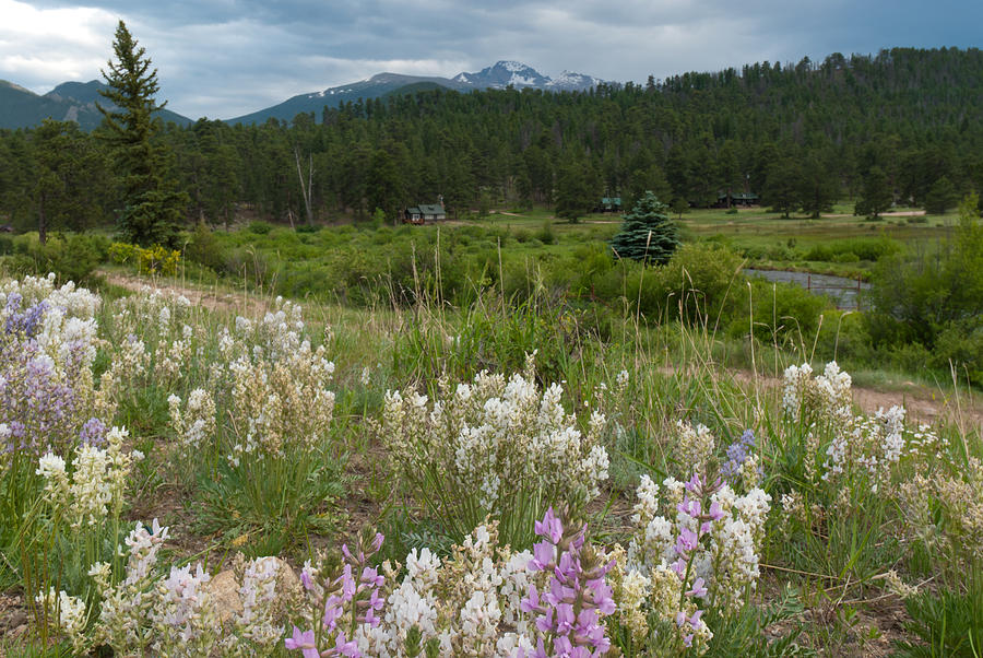 Long's Peak Summer Wildflower Landscape Photograph by Cascade Colors ...