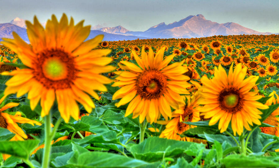 Mountain Photograph - Longs Sunflowers by Scott Mahon