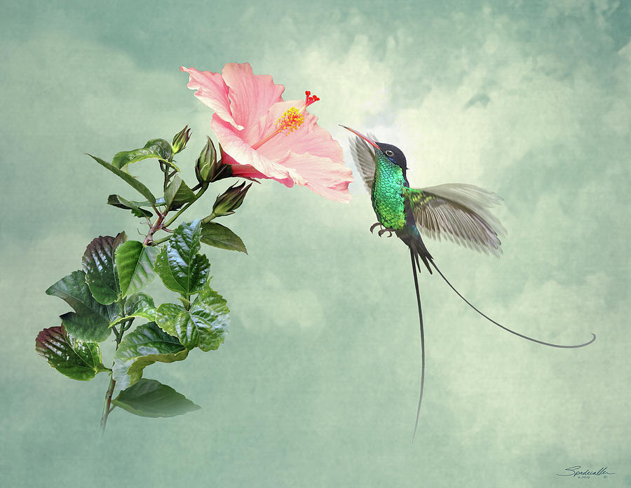 Longtail Hummingbird and Hibiscus Flower Digital Art by M Spadecaller
