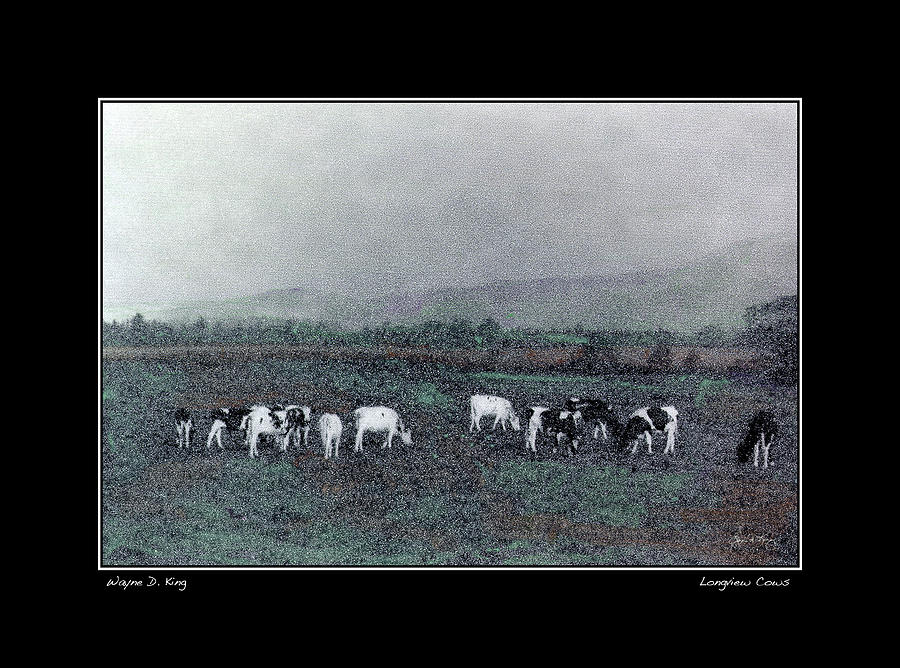 Longview Cows Fine Art Poster and Greeting Card Photograph by Wayne King