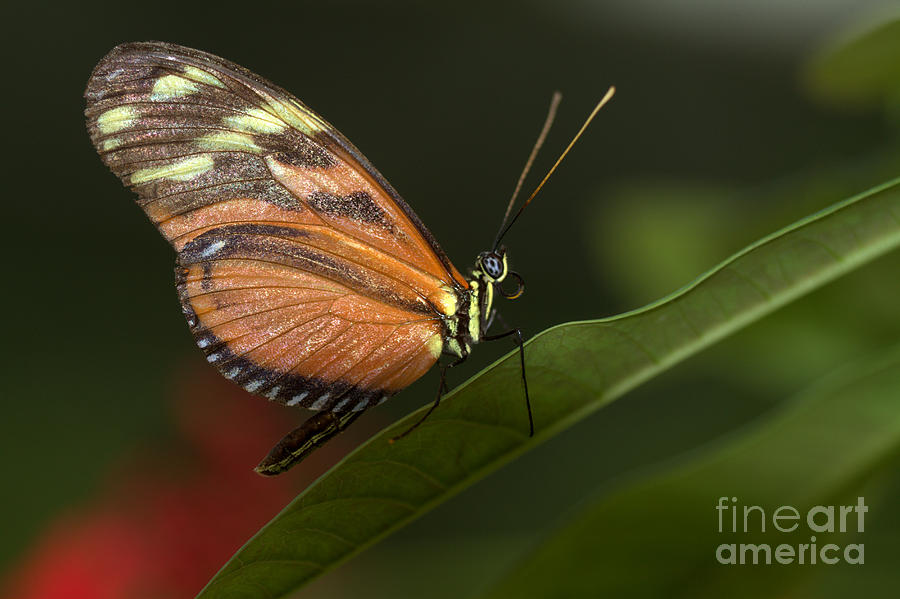 Longwing on a green leaf Photograph by Ruth Jolly