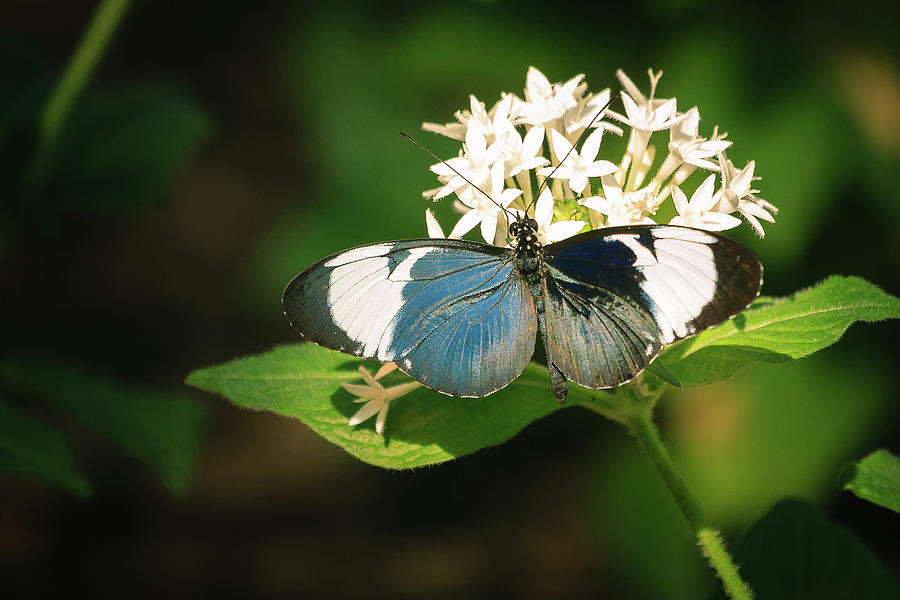 Longwing Butterfly on Milkweed Photograph by Joni Eskridge