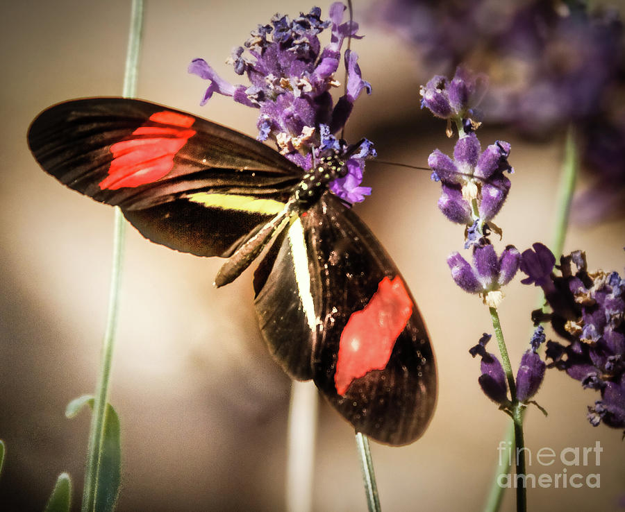 Boise Photograph - Longwing Butterfly by Robert Bales