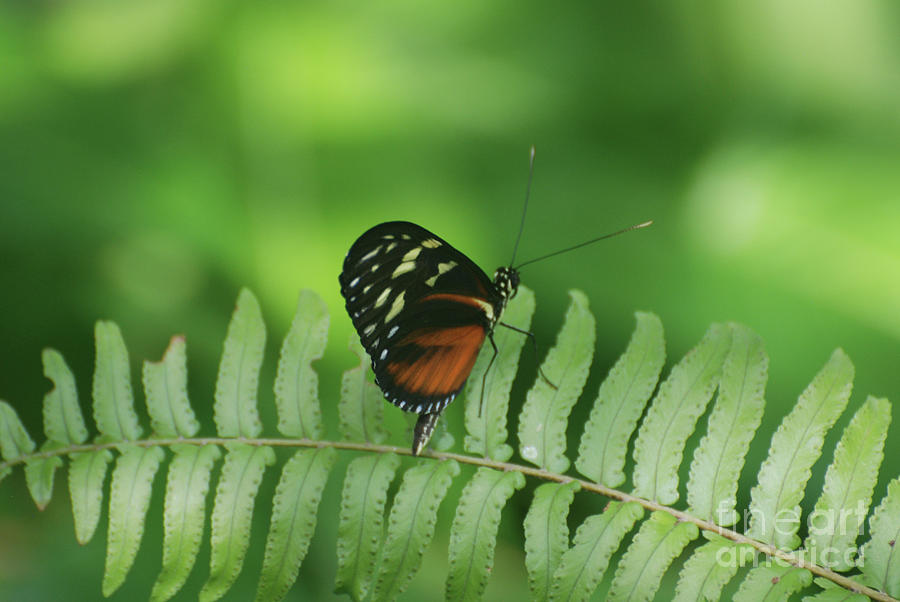 Longwing Butterfly Walking along a Fern Leaf Photograph by DejaVu Designs