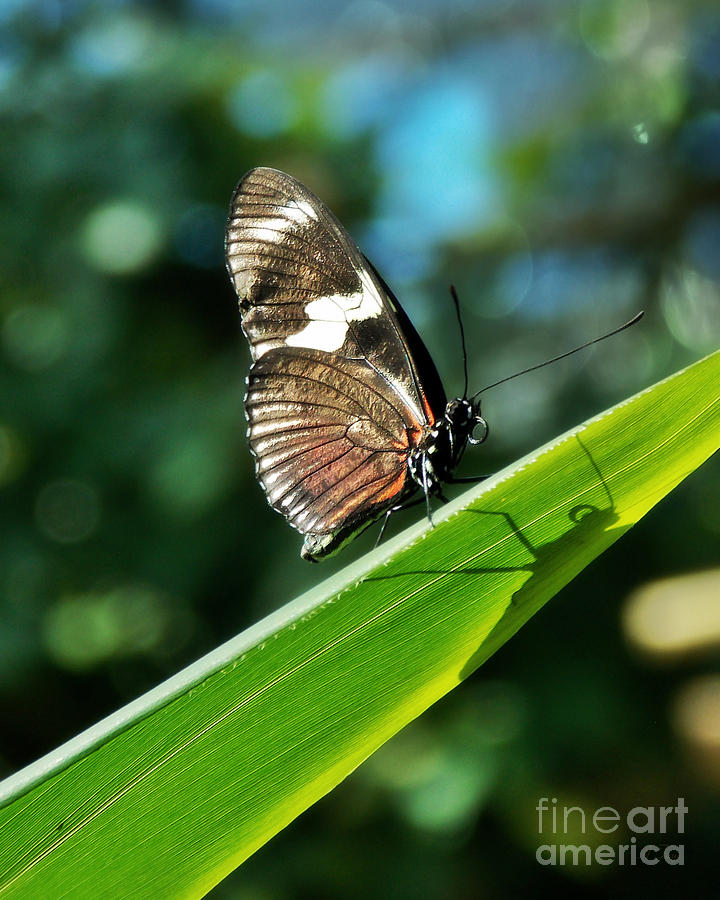 Longwing On Leaf Photograph