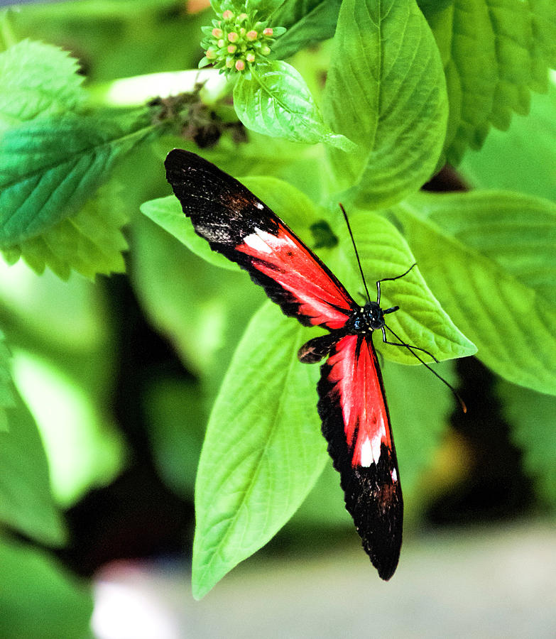 Butterfly Photograph - Longwing Postman Butterfly by Phyllis Taylor