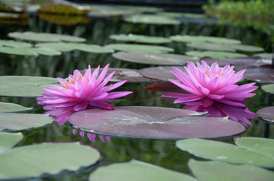 Flower Photograph - Longwood Gardens - Water Lillies - Chester County Pa by Bill Cannon