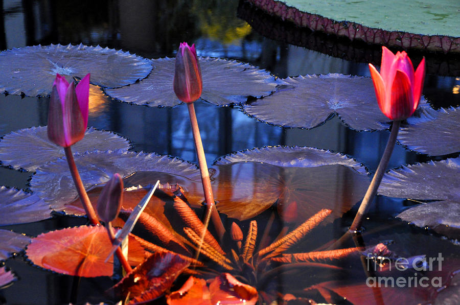 Longwood Gardens Water Lotus 2 Photograph by Andrew Dinh
