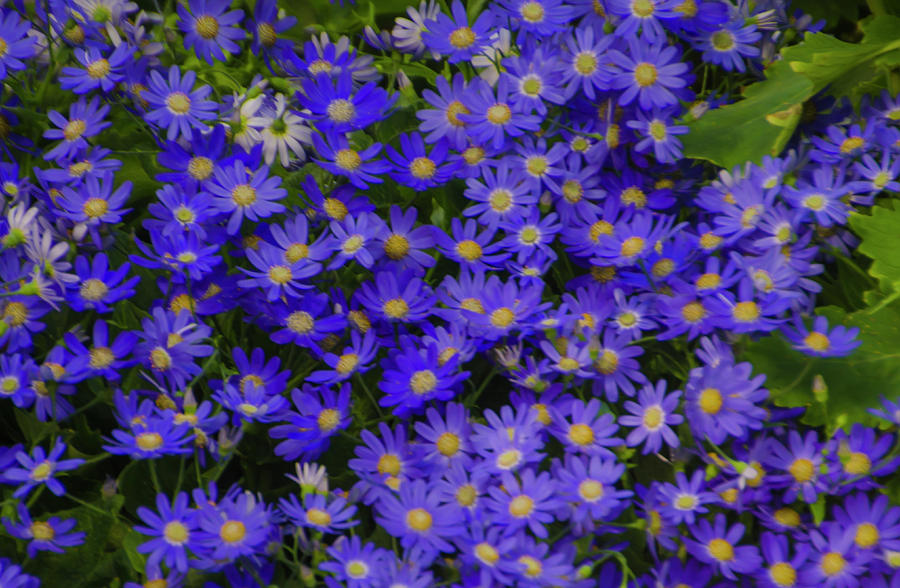 Longwood Hybrid Cineraria Photograph by Bill Cannon