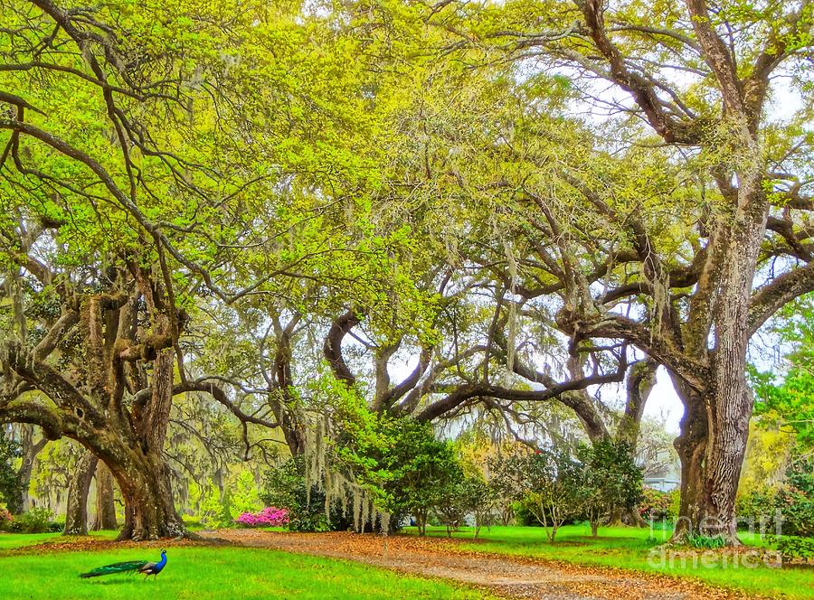 Longwood Plantation in Spring Glory Photograph by Susan Bryant - Fine ...