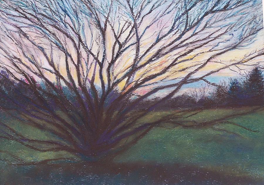 Sunset Pastel - Longwood Tree at Sunset by Laura McMillan