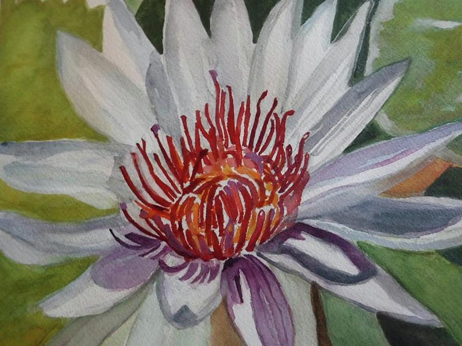 Longwood Water Lily White Painting by Janice Baumann