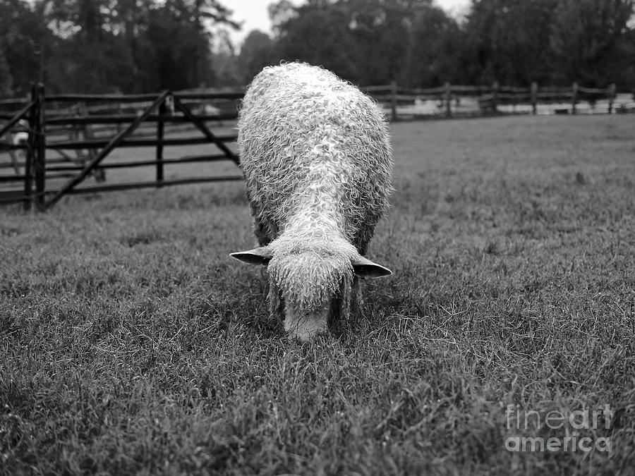 Longwool Sheep Grazing Photograph by Lara Morrison