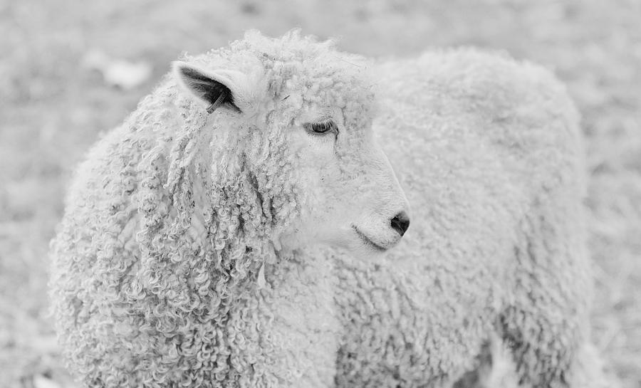Longwool Sheep Photograph by Lara Morrison