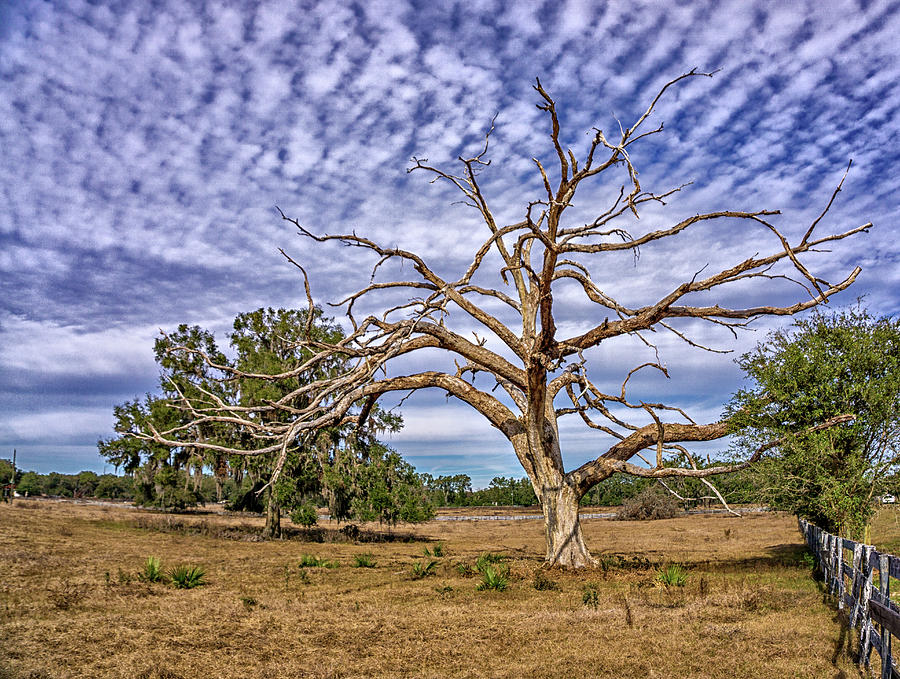 Lonley Tree Photograph by Dennis Dugan