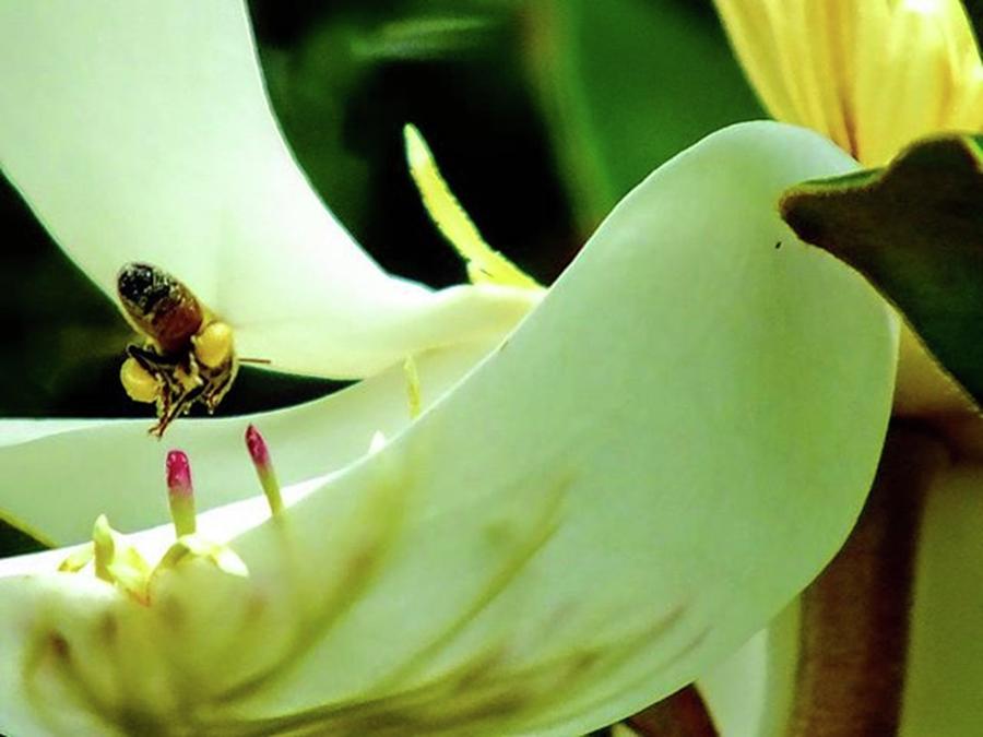 Magnolia Movie Photograph - Look At All Of The Pollen Hes by Cheray Dillon