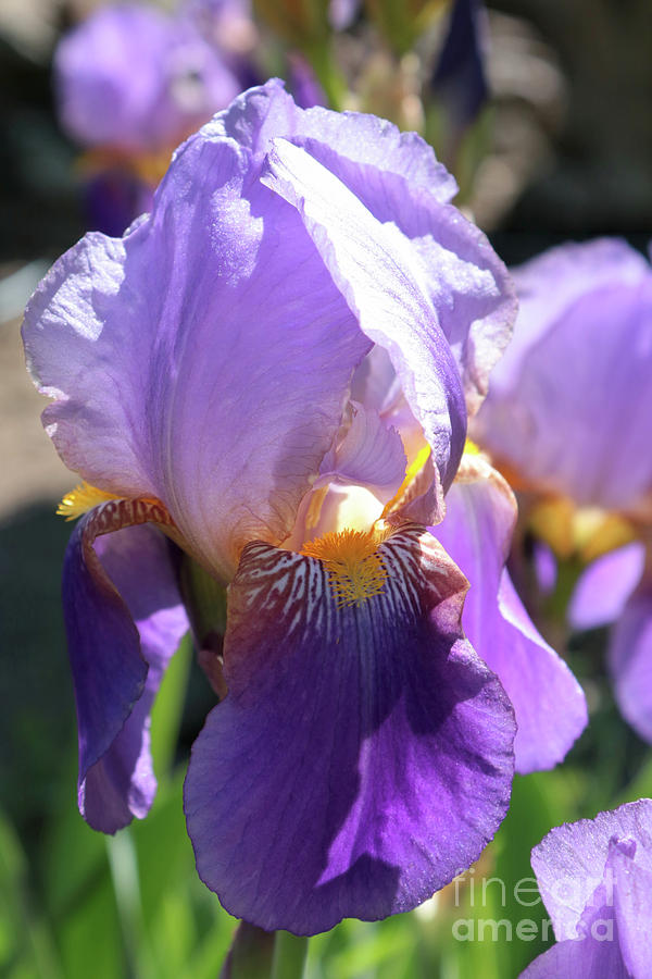 Look at Me - Purple Iris Photograph by Carol Groenen