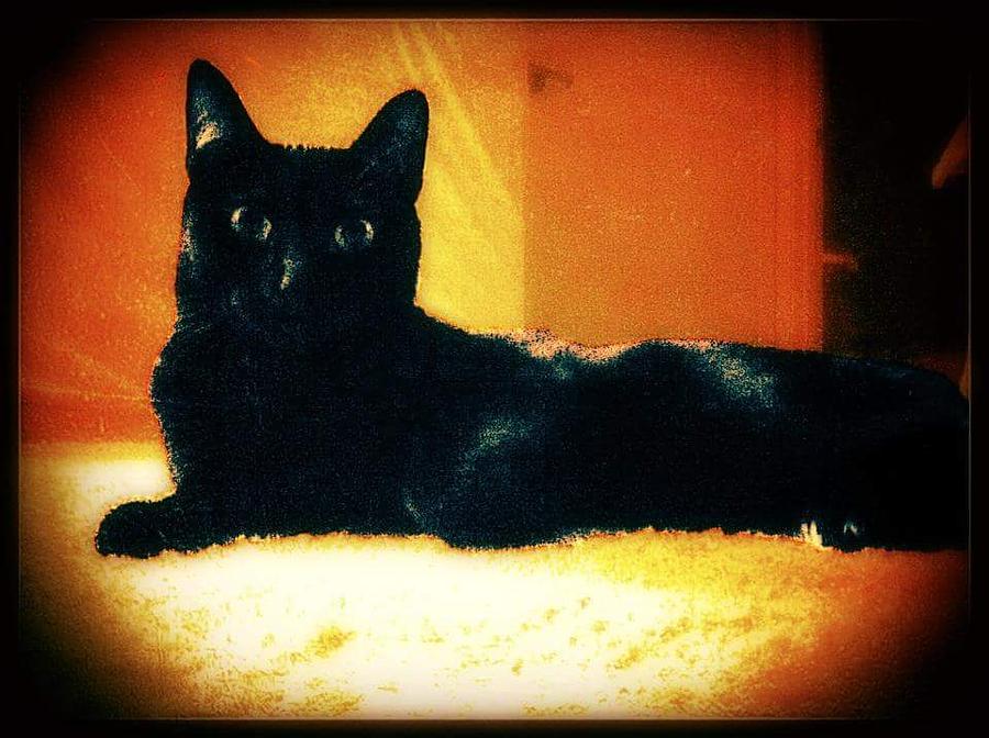 Cat Photograph - Look At Meow by Eddie G Cat Photograph - Look At Meow by Eddie G