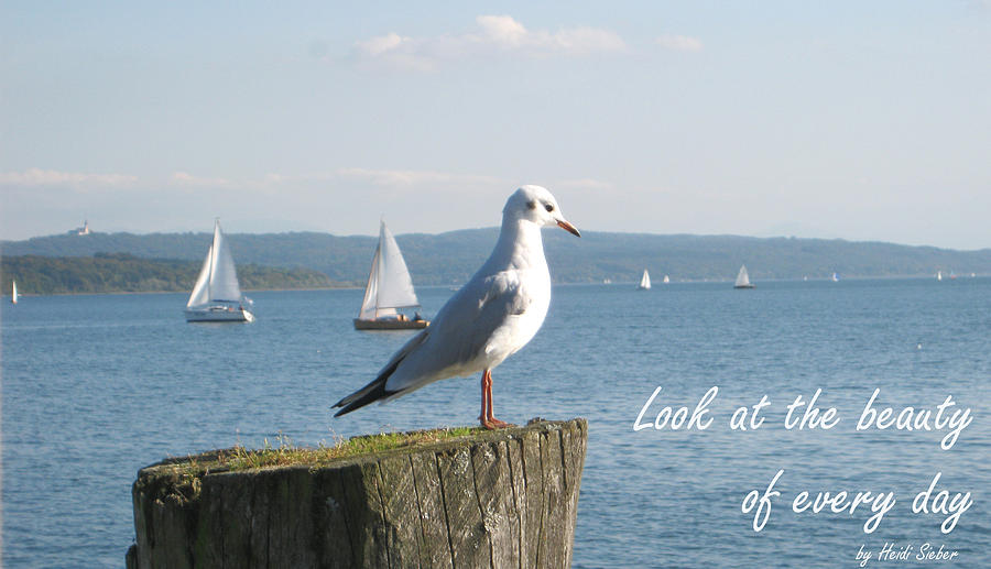 Seagull Photograph - Look at the beauty of every day by Heidi Sieber