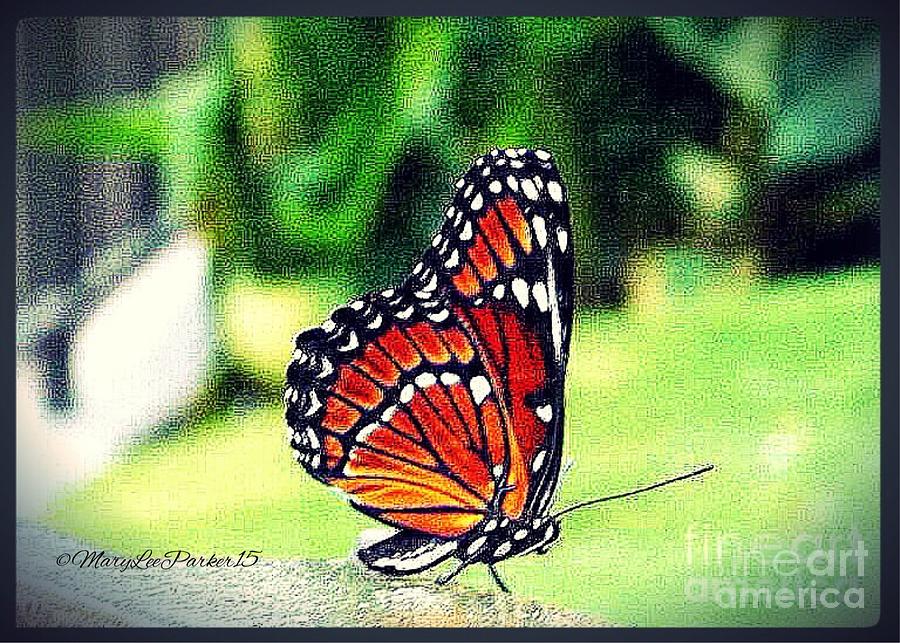 Look at the prettyButterfly Photograph by MaryLee Parker